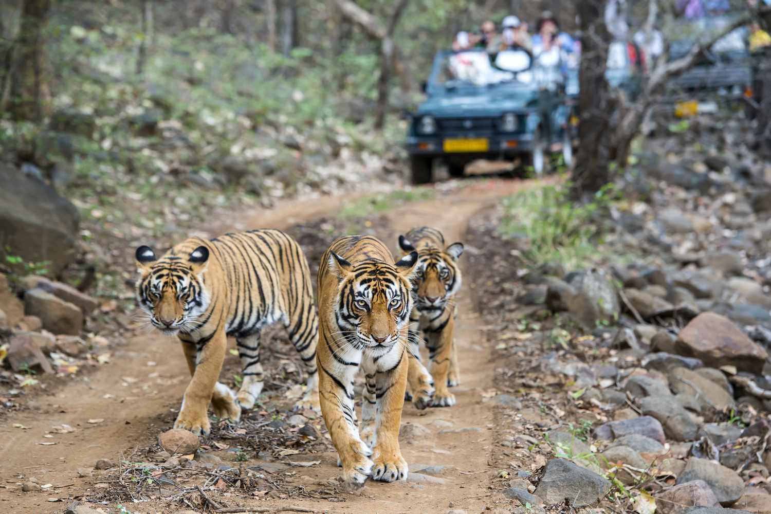 7N/8D Golden Triangle With Ranthambore